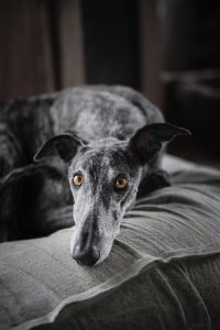 dog making eye contact