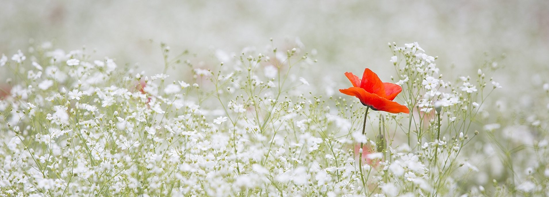 image of 1 red flower among background of white flowers becoming a naturalist